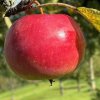 38_wehntaler Hagöpfel2